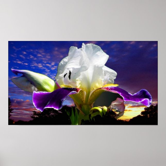 36" x 24", Value Poster Paper (Matte) (Vorne)