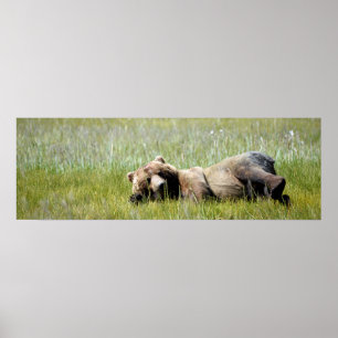 36x12 Plakatpapier (Matte) aus Grizzlybär Poster