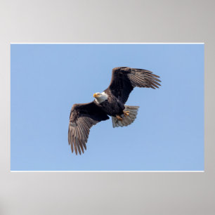 36x24 Adler im Flug Poster