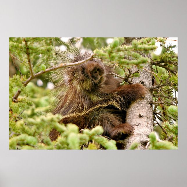 36x24 Poster Paper (Matte) von Porcupine (Vorne)