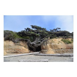 36X24 Tree of Life - Kalaloch, WA Fotodruck
