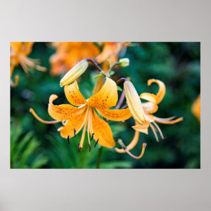 36x24 Wall Poster