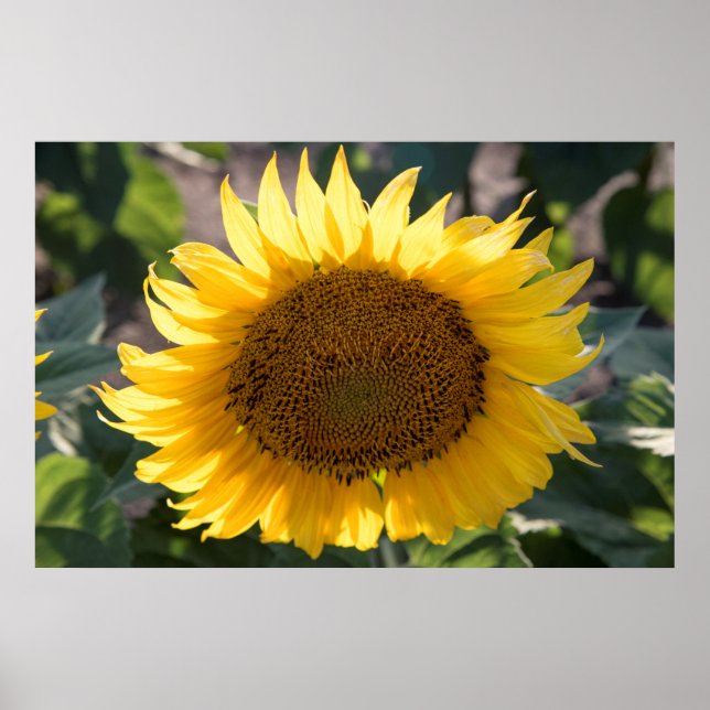 36x24-Wall-Poster Poster (Vorne)