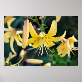 36x24-Wall-Poster Poster