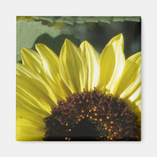 3/4 Sonnenblumen Magnet