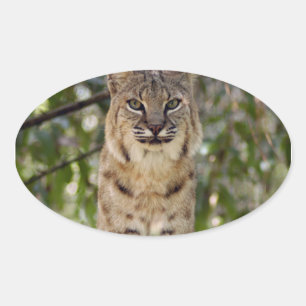 3.5x3.5-Template-Oval-Magnet Ovaler Aufkleber