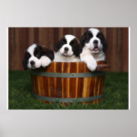 3 Adorable Saint Bernard Welpen in einem Barrel