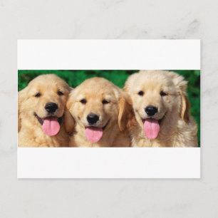 3 Amigos Postkarte