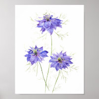 3 blaue lila Nigella Blume Blume Wildblume