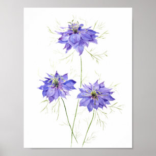 3 blaue lila Nigella Blume Blume Wildblume Poster