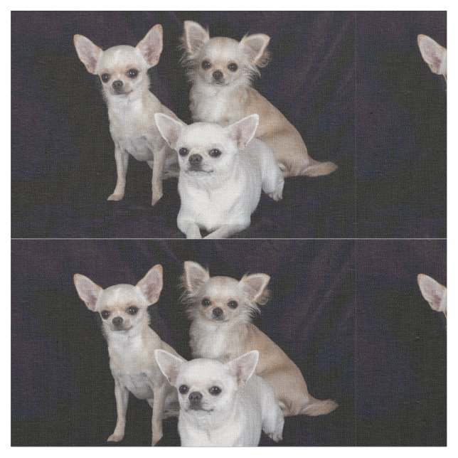 3 Chihuahua Stoff (Nahaufnahme)