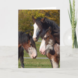 3 Clydesdale Köpfe Karte