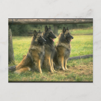 3-Deutsche Hirten Postkarte