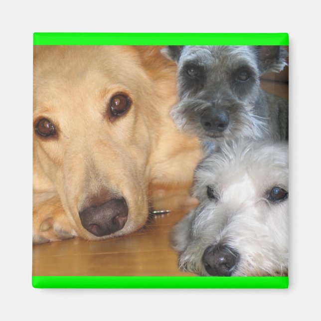 3 Doggies Green Frame Magnet (Vorne)