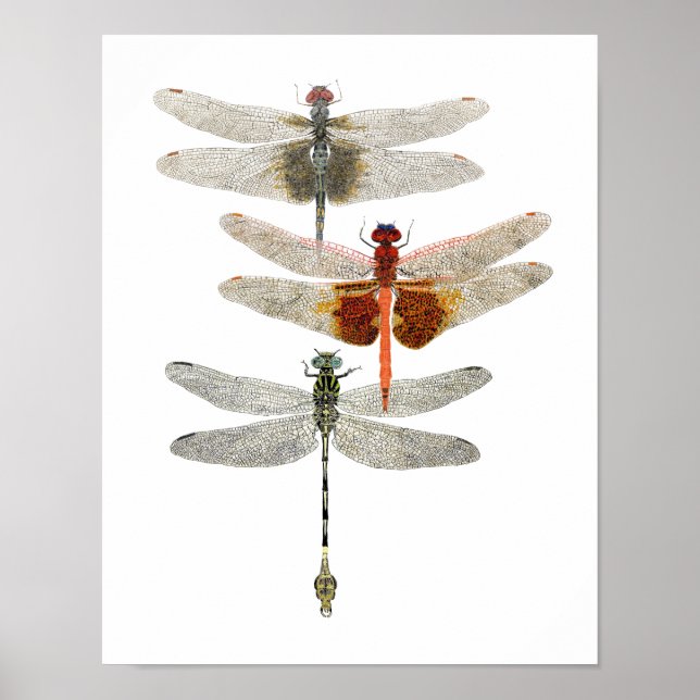 3 Dragonfly Art Poster (Vorne)