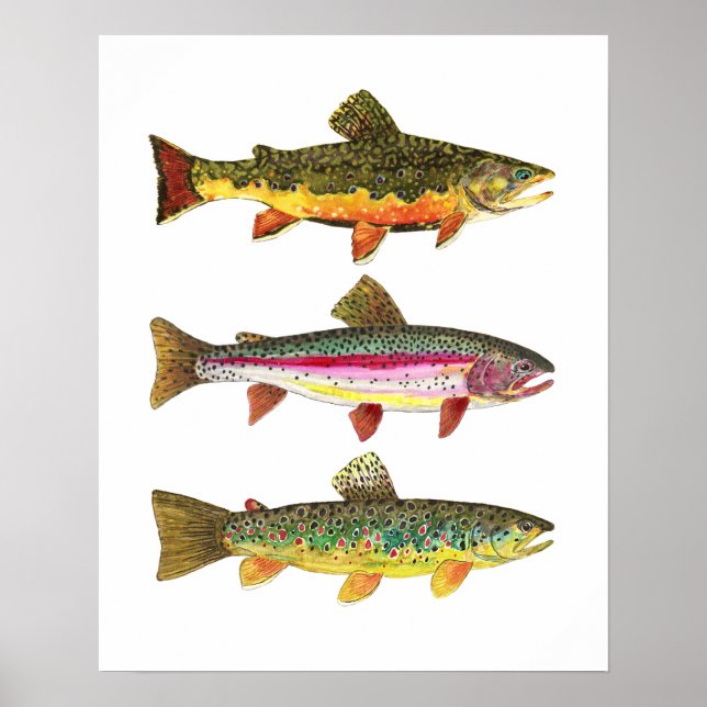 3 Forellen für die Fischerei Fischer und Fischer Poster (Vorne)