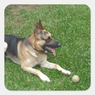 3 german-shepherd-lay.png quadratischer aufkleber