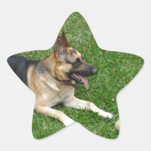 3 german-shepherd-lay.png Stern-Aufkleber
