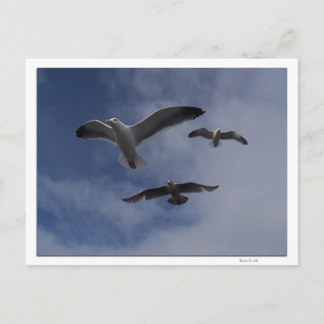 3 Gulls Postkarte (Vorderseite)