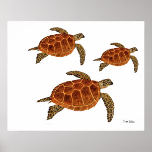3 Hawksbill Schildkröten Poster