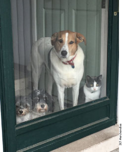 Lustige Katzen Hunde Decken Zazzle At