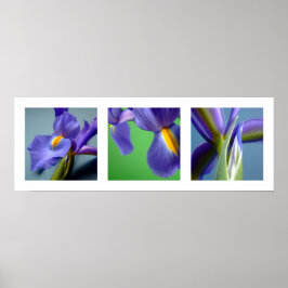 3 Irises Poster