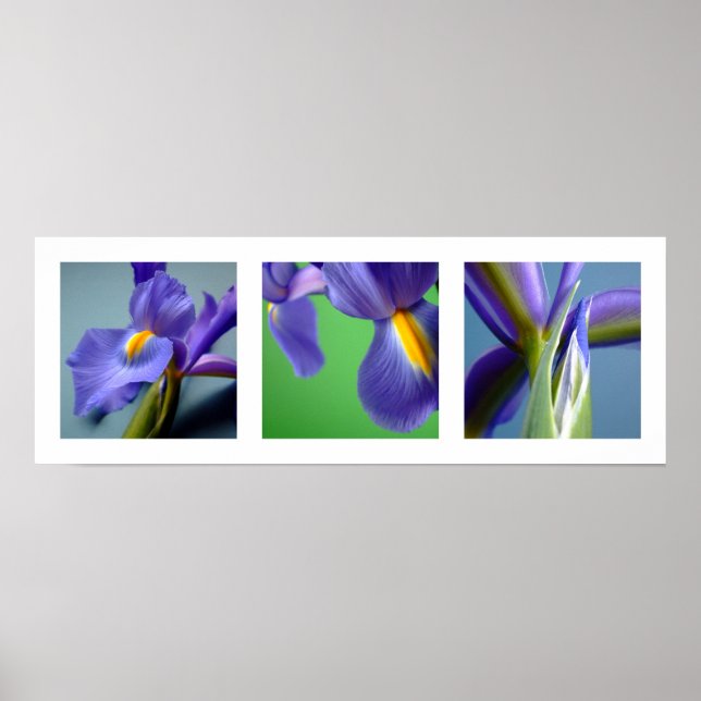 3 Irises Poster (Vorne)