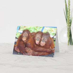 3 ist keine Menschenmenge - Orangutan Babys Karte
