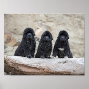 3 kleine Newfies Poster