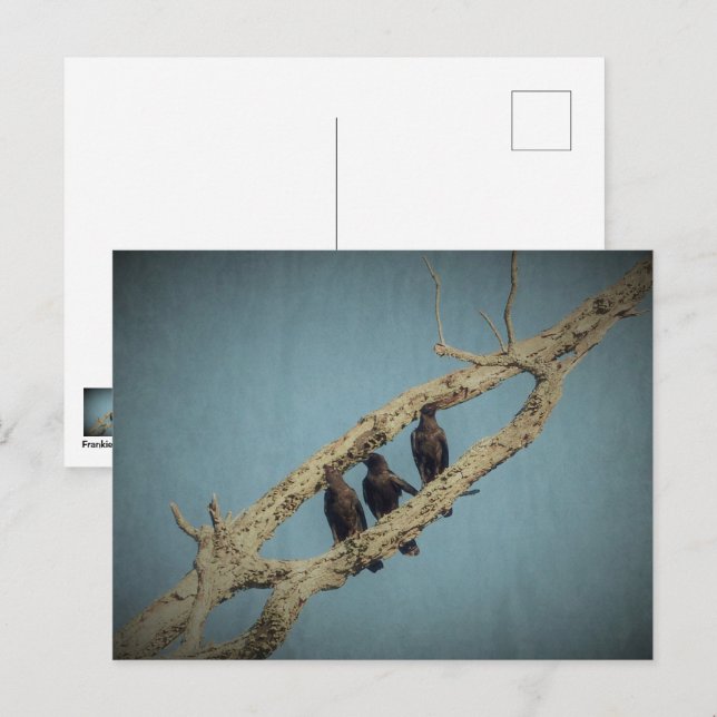 3 Krähen Postkarte (Vorne/Hinten)