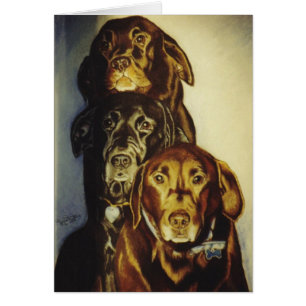 "3 Labradors "