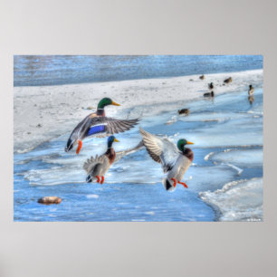 3 Landung Mallard Duck Drakes Wildlife Foto Poster