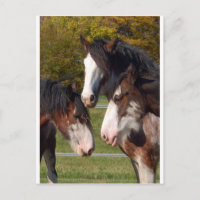 3 Leiter von Clydesdale