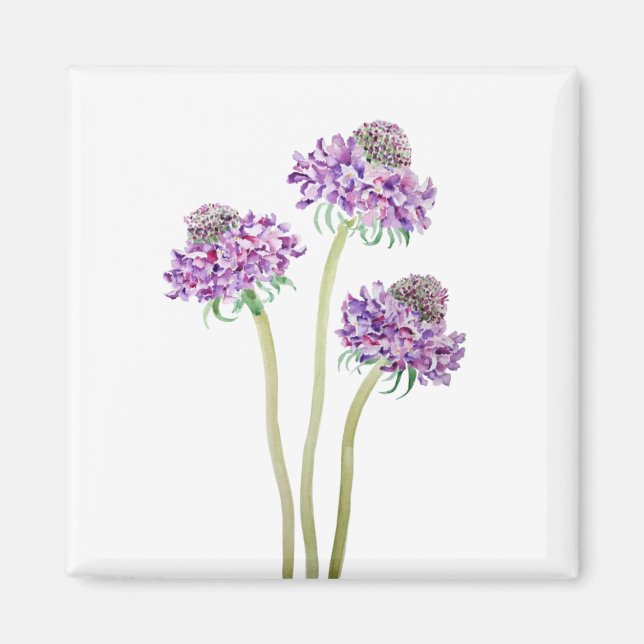 3 lila Scabiosa Scoop Blume Aquarell Magnet (Vorne)