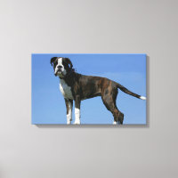 3 Monate alter Boxer Welpe