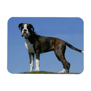 3 Monate alter Boxer Welpe Magnet