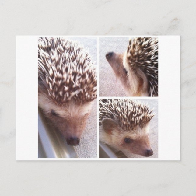 3 Nahe Ups, Spike Postkarte (Vorderseite)