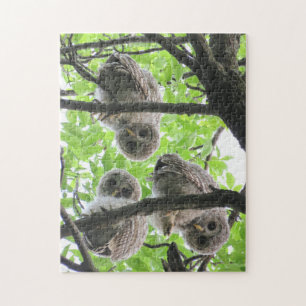3 Owlets Jigsaw Puzzle