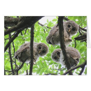 3 Owlets löschen Anmerkungskarte
