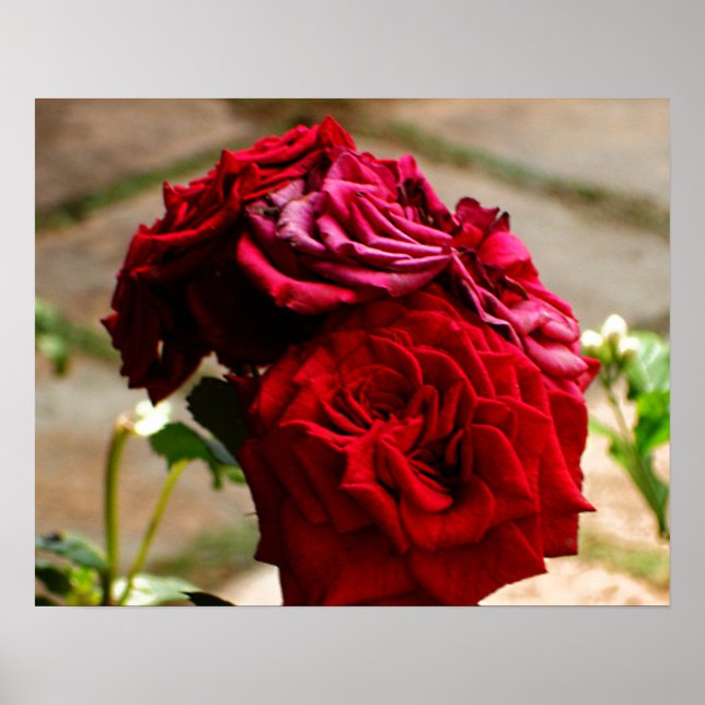 3 Rose im Bloom-Poster Poster (Vorne)