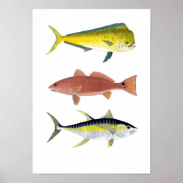 3 Salzwasser Gamefish Poster (Vorne)
