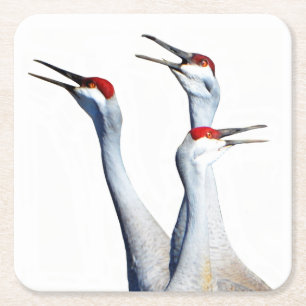 3 Sandhill Cranes Foto Paper Untersetzer