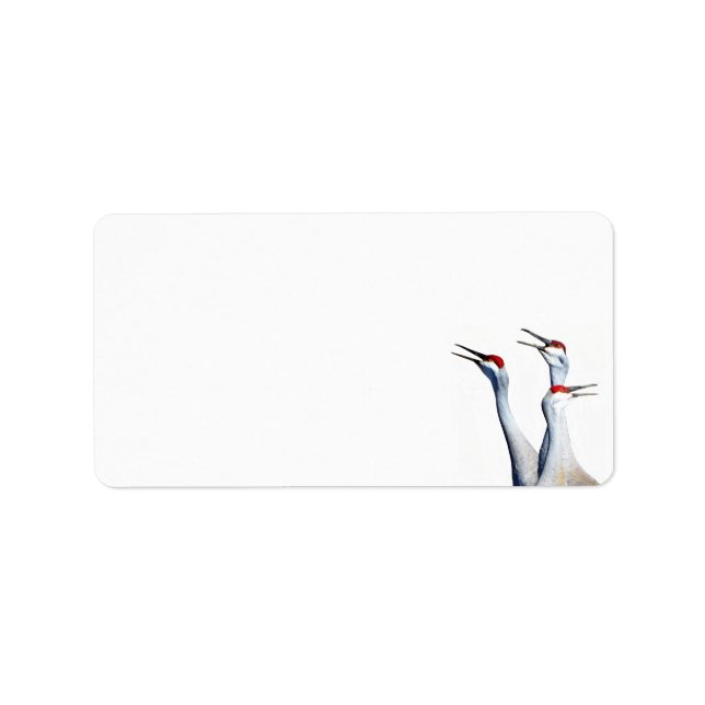 3 Sandhill Cranes Foto Stationery Address Labels Adressaufkleber (Vorne)