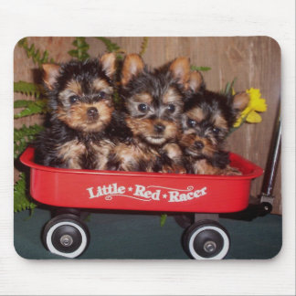 3 seidiges Terrier-Welpen Mousepad
