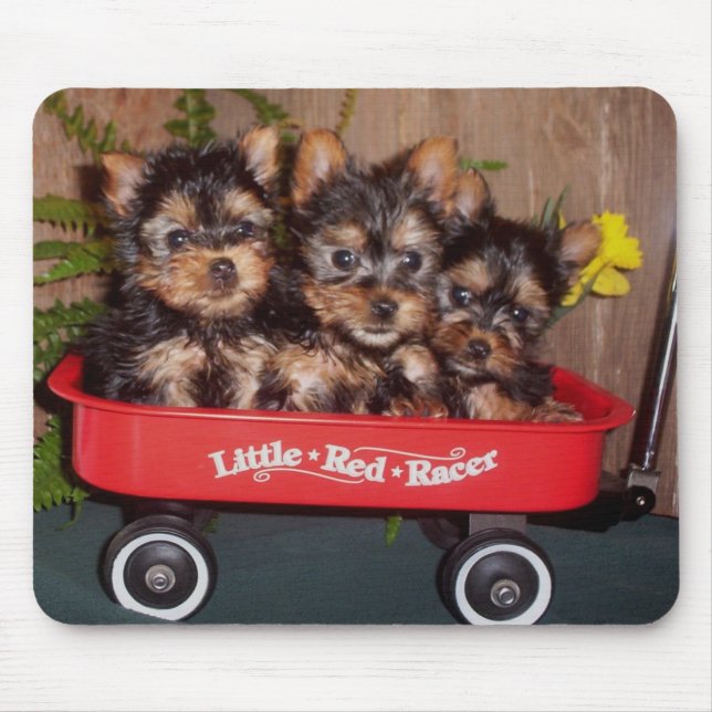 3 seidiges Terrier-Welpen Mousepad (Vorne)