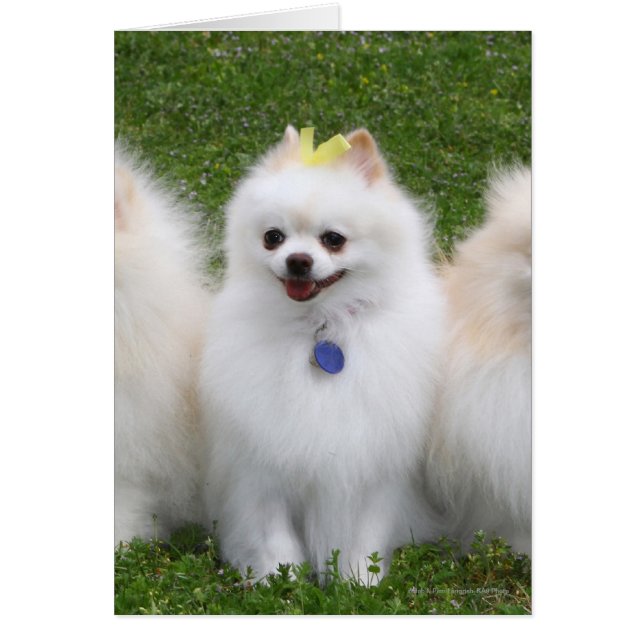 3 Spitz Sitzen (Vorne)