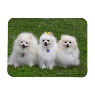 3 Spitz Sitzen Magnet