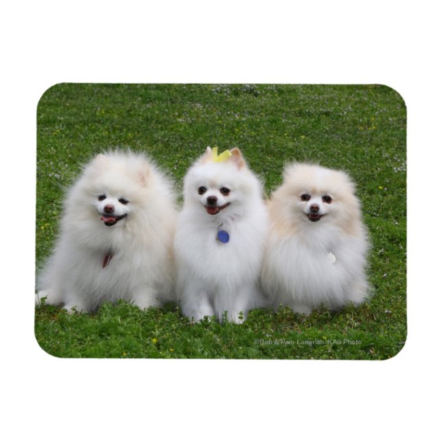 3 Spitz Sitzen Magnet (Horizontal)