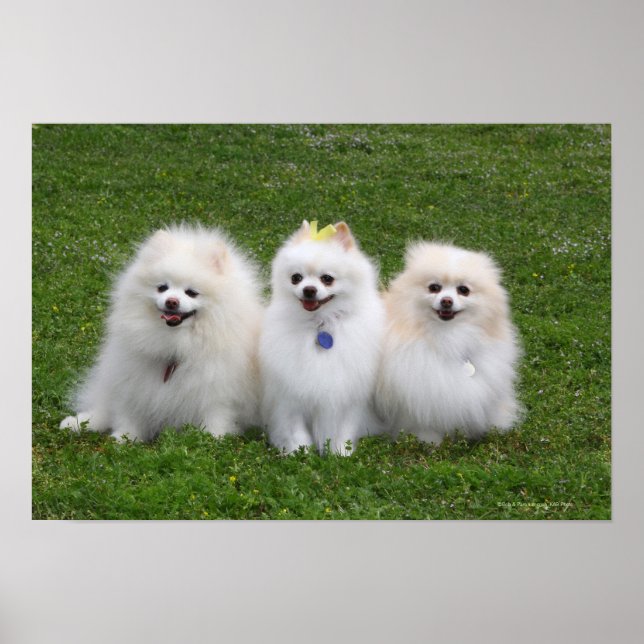 3 Spitz Sitzen Poster (Vorne)