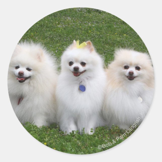 3 Spitz Sitzen Runder Aufkleber (Vorderseite)